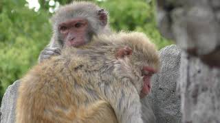 アカゲザル (周南市 徳山動物園) 2019年4月26日