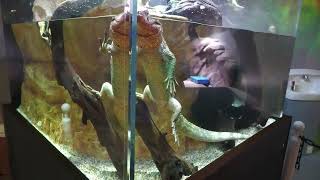 Northern Caiman Lizard (átoa, Hyogo, Japan) October 21, 2022