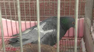 Pigeon (Fuji Kachoen Garden Park, Shizuoka, Japan) November 25, 2018