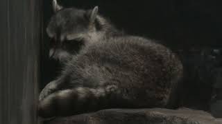 Common raccoon (TENNOJI ZOO, Osaka, Japan) October 11, 2021