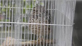 Burrowing Owl (Kyoto City Zoo, Kyoto, Japan) January 26, 2019