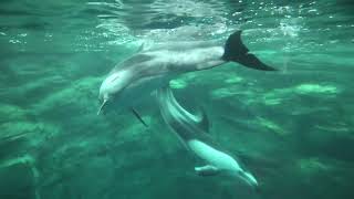 タスマン海水槽 の カマイルカ (海遊館) 2021年10月1日
