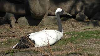 Japanese crane (ADVENTURE WORLD, Wakayama, Japan) December 25, 2018