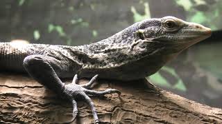 Blue-spotted tree monitor (TENNOJI ZOO, Osaka, Japan) December 23, 2020