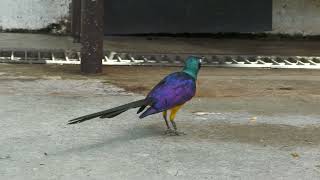 Golden-breasted starling (Kakegawa Kachouen, Shizuoka, Japan) July 30, 2022