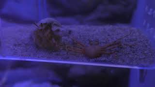 深い海のエビとカニたち (エビとカニの水族館) 2018年12月26日