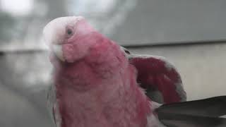 ベニコンゴウインコ と モモイロインコ (松江フォーゲルパーク) 2019年11月29日