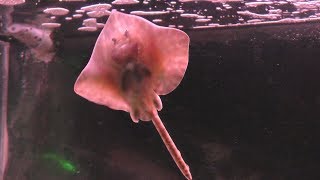 メガネカスベ (わっかりうむ ノシャップ寒流水族館) 2019年6月23日