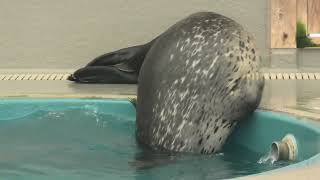 ゴマフアザラシ (名古屋港水族館) 2021年7月23日