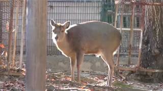 ホンシュウジカの『キナコ』 (のんほいパーク／豊橋総合動植物公園) 2018年1月4日