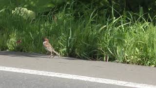 スズメ (北海道 釧路市) 2019年7月3日