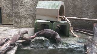 Asian short-clawed otter (Okinawa Zoo & Museum, Okinawa, Japan) July 29, 2023