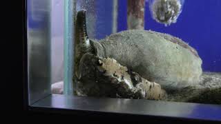 アンボイナガイ (串本海中公園 水族館) 2018年12月27日