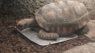 アカアシガメ と キアシガメ (東山動植物園) 2021年7月22日