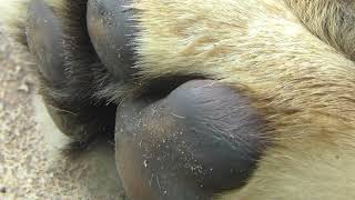ライオンの肉球 (千葉市動物公園) 2017年9月24日