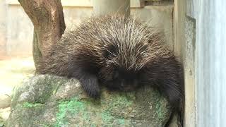 カナダヤマアラシ の『メープル』と『サシコ』 (浜松市動物園) 2021年7月25日