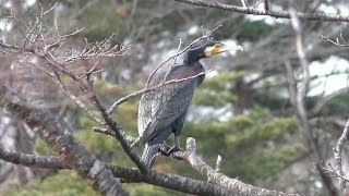 カワウ (那須りんどう湖レイクビュー) 2018年12月7日