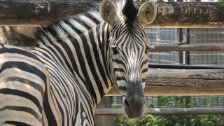 チャップマンシマウマ (神戸市立 王子動物園) 2020年8月4日