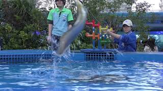 アロワナ＆ドラド・フィーディングタイム (サンシャイン水族館) 2017年11月12日
