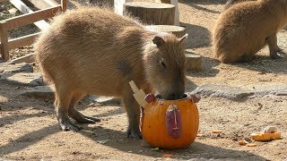 カピバラ にハロウィンかぼちゃのプレゼント (王子動物園) 2019年10月27日