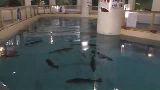 ウミガメ水槽 (桂浜水族館) 2018年3月24日