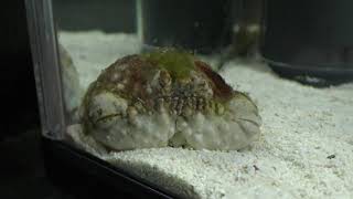 ヒラコブカラッパ (エビとカニの水族館) 2018年12月26日