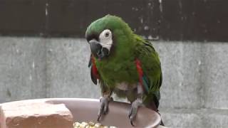 ヒメコンゴウインコ (神戸どうぶつ王国) 2018年9月15日