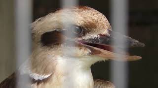 ワライカワセミ (智光山公園 こども動物園) 2018年7月22日