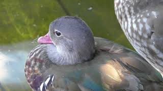 Mandarin duck (YokohamaHakkeijima Seaparadise, Kanagawa, Japan) July 14, 2018