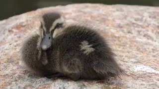 Spot-billed duck Parent and child (Shunan City Tokuyama Zoo, Yamaguchi, Japan) May 19, 2018