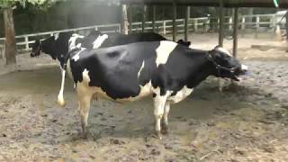 Cattle (Saitama Children's Zoo, Saitama, Japan) July 22, 2018