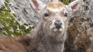 エゾシカ (樽ヶ橋遊園) 2019年4月9日