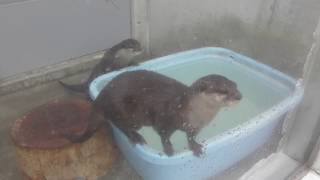 Asian short-clawed otter (Keikyu Aburatsubo Marine Park, Kanagawa, Japan) February 25, 2018