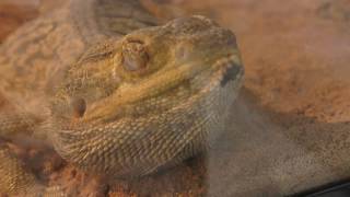 Central bearded dragon (Tokyo University of Agriculture Museum, Tokyo, Japan) Jun. 9, 2018