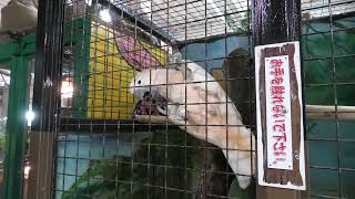 Blue-and-yellow Macaw & Moluccan cockatoo (Metchaomoroi Zoo, Shiga, Japan) October 7, 2021
