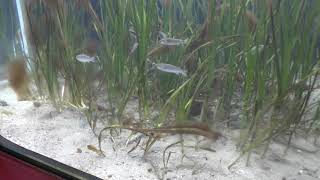 海のさかな水槽「命のゆりかご・アマモ場」 (神戸市立須磨海浜水族園) 2018年12月21日