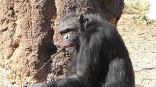 人工アリ塚から蜜を舐める チンパンジー (多摩動物公園) 2019年1月18日
