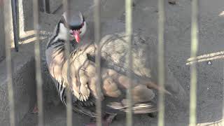 Chukar Partridge (Tama Zoological Park, Tokyo, Japan) January 18, 2019