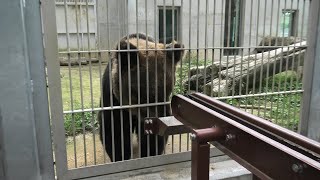 ヒグマ の『アヤメ』 (東武動物公園) 2020年9月18日