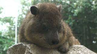 Cape Hyrax (KOBE ANIMAL KINGDOM, Hyogo, Japan) July 14, 2023