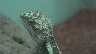 ミヤビキノボリトカゲ (東山動植物園) 2021年7月22日