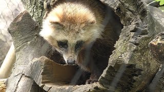 Raccoon Dog (Tokiwa Zoo, Yamaguchi, Japan) May 19, 2018