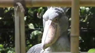 Shoebill (Ueno Zoological Gardens, Tokyo, Japan) August 23, 2018