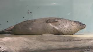 Spotted Seal (Maxell AQUA PARK SHINAGAWA, Tokyo, Japan) February 25, 2018