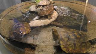 ニホンイシガメ (名古屋港水族館) 2017年11月18日