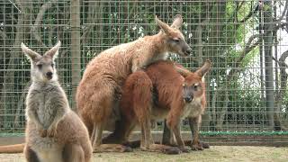 Common wallaroo