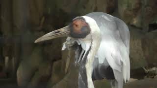 マナヅル (王子動物園) 2018年9月16日