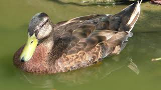 マガモ の親子 (掛川花鳥園) 2018年8月5日
