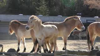 モウコノウマ (多摩動物公園) 2019年1月18日