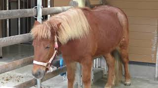 Pony (Shizuoka Municipal Nihondaira Zoo, Shizuoka, Japan) December 10, 2017